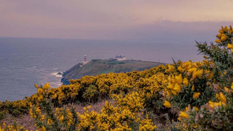 Dublin Bay Biosphere. Irish Scouts & YBPF Battle Buckthorn