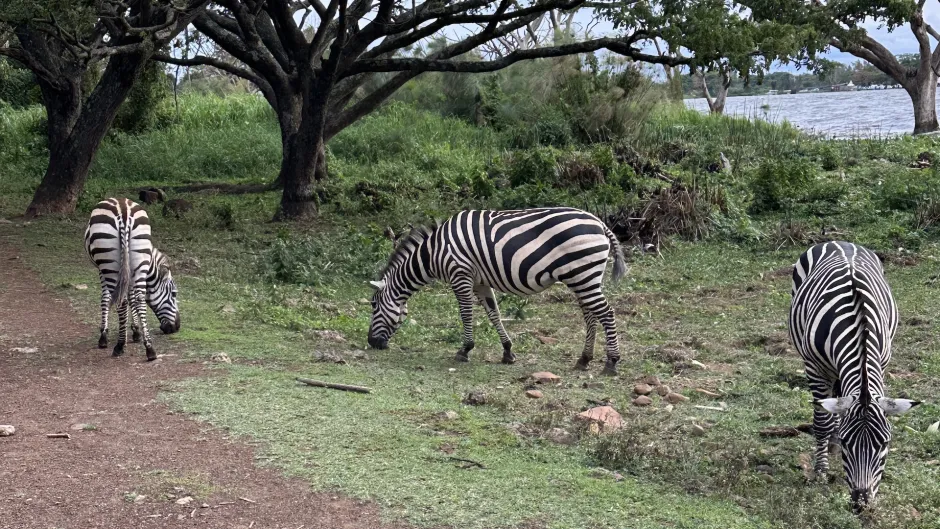 A few zebra...